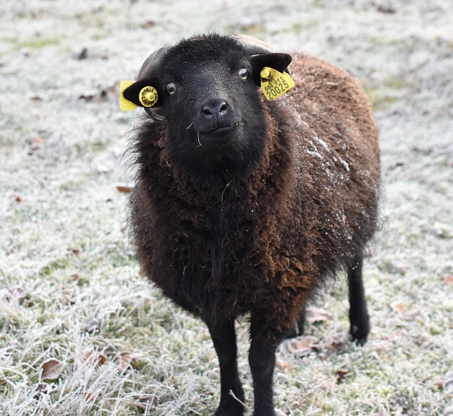 https://www.destinarti.it/wp-content/uploads/2019/01/sheep-3912067_640.jpg